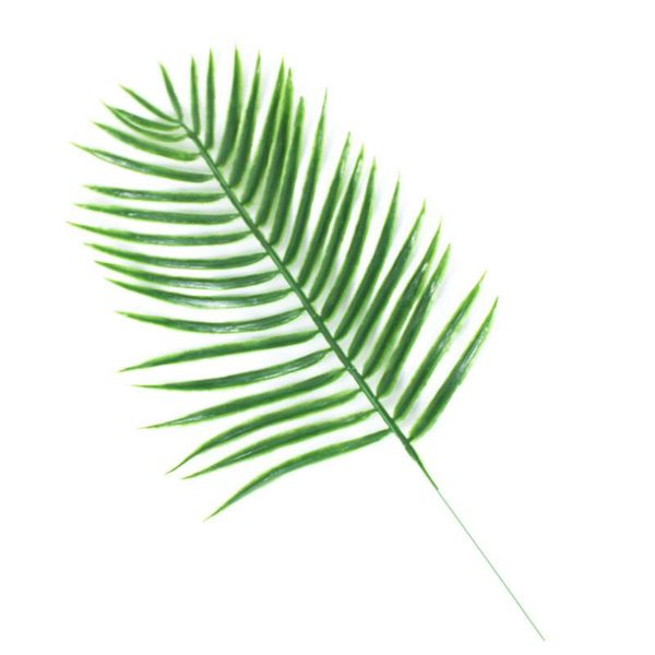6pcs faux fern flowers craft cycas leaves arrangement green for home office artificial plants party supplies diy fake monstera
6pcs faux fern flowers craft cycas leaves arrangement green for home office artificial plants party supplies diy fake monstera