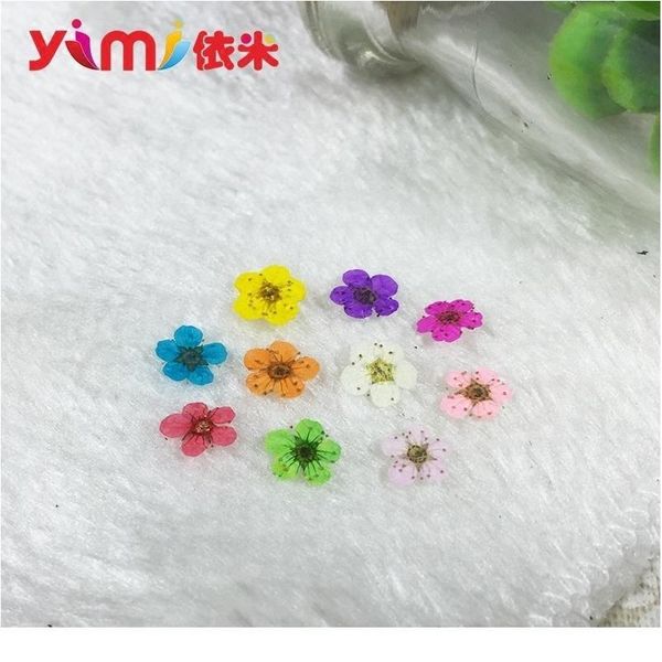 sorbaria sorbifolia real dried flower dry plants for candle nail art sticker pendant necklace jewelry making craft diy a jllzfn
sorbaria sorbifolia real dried flower dry plants for candle nail art sticker pendant necklace jewelry making craft diy a jllzfn