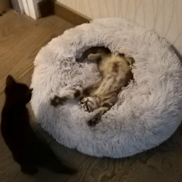 cat beds & furniture soft long plush bed mat kennel pet round house winter puppy warm sleeping blanket portable supplies
cat beds & furniture soft long plush bed mat kennel pet round house winter puppy warm sleeping blanket portable supplies