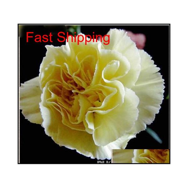 promotion 10 colors available carnation seeds perennial flowers potted garden plants dianthus caryophyl qylwiz toys2010
promotion 10 colors available carnation seeds perennial flowers potted garden plants dianthus caryophyl qylwiz toys2010