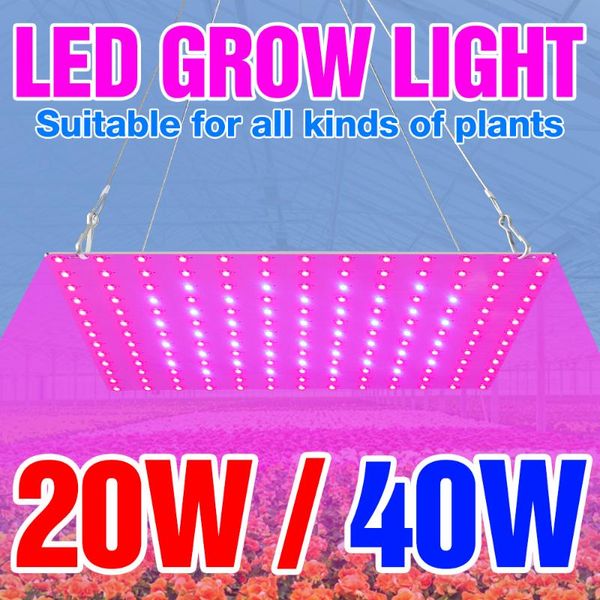 led phyto lamp 85-265v led full spectrum plant grow light 20w 40w bulb plant hydroponics or greenhouse growth box fitolampy
led phyto lamp 85-265v led full spectrum plant grow light 20w 40w bulb plant hydroponics or greenhouse growth box fitolampy