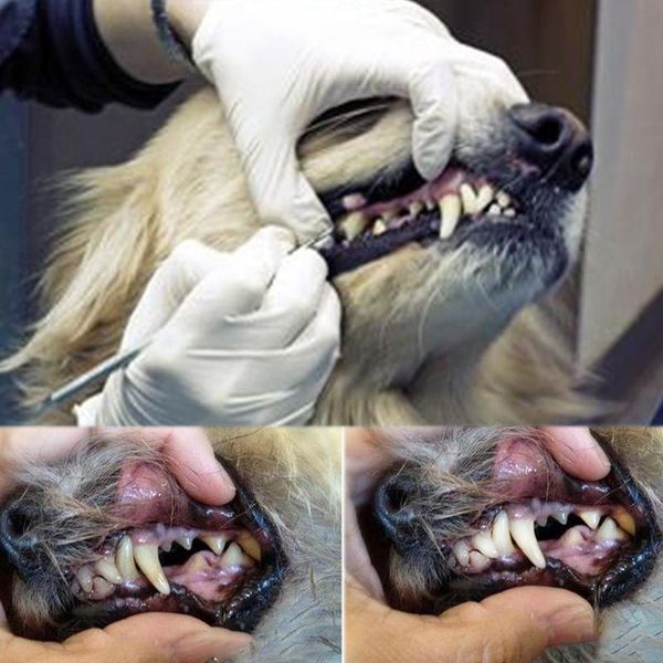 dog apparel pets teeth cleaning scaler tools dogs cats tartar remover dental stones stainless steel oral care kit scraper pet supplies
dog apparel pets teeth cleaning scaler tools dogs cats tartar remover dental stones stainless steel oral care kit scraper pet supplies