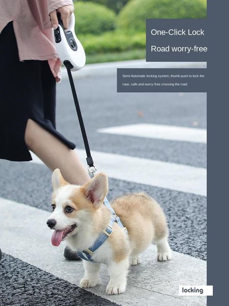 dog collars & leashes hand holding rope retractable leash walking teddy chain small medium large
dog collars & leashes hand holding rope retractable leash walking teddy chain small medium large