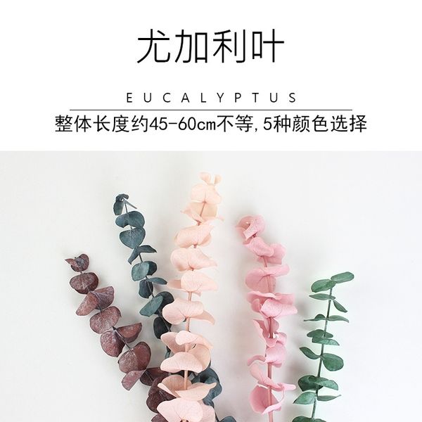 yunnan kunming yongsheng eucalyptus leaf shooting props decoration tongqian'an natural plant flower products
yunnan kunming yongsheng eucalyptus leaf shooting props decoration tongqian'an natural plant flower products