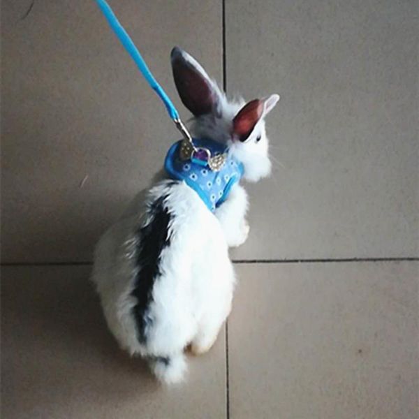 dog collars & leashes leash pet chest strap vest-style cartoon durable rope comfortable guinea pig traction
dog collars & leashes leash pet chest strap vest-style cartoon durable rope comfortable guinea pig traction