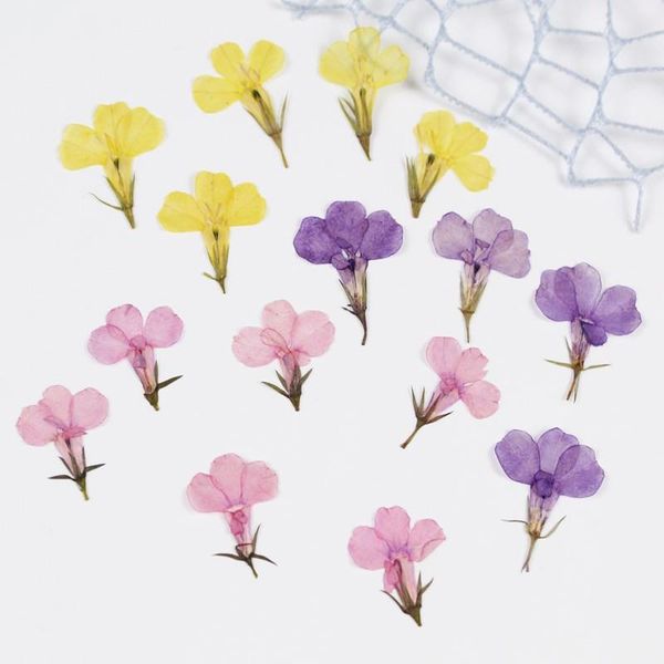 decorative flowers & wreaths 12pcs natural pressed lobelia dried real plant for diy resin jewellery handicraft bracelet beauty nail art wall
decorative flowers & wreaths 12pcs natural pressed lobelia dried real plant for diy resin jewellery handicraft bracelet beauty nail art wall