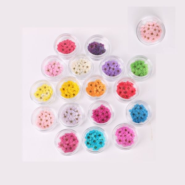 pressed dried narcissus plum blossom flower with box for epoxy resin jewelry making nail art craft diy accessories 211 n2
pressed dried narcissus plum blossom flower with box for epoxy resin jewelry making nail art craft diy accessories 211 n2
