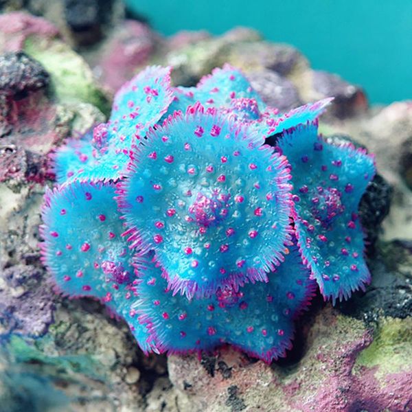 decorations resin decorative coral artificial aquarium tank landscaping underwater ornaments for home fish decoration
decorations resin decorative coral artificial aquarium tank landscaping underwater ornaments for home fish decoration