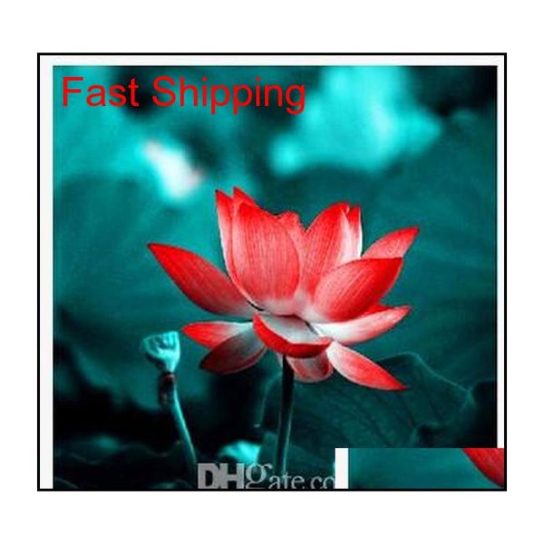 promotion 10 pcs water lily seeds colorful bonsai balcony flower bowl lotus perennial aquatic plant jlliak ffshop2001
promotion 10 pcs water lily seeds colorful bonsai balcony flower bowl lotus perennial aquatic plant jlliak ffshop2001