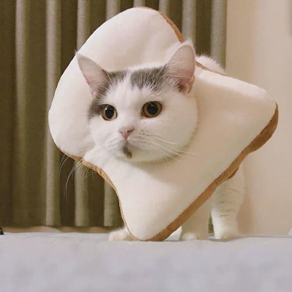 cat collars & leads soft elizabethan collar pet dog neck cone recovery for anti-bite lick wound healing protective ring
cat collars & leads soft elizabethan collar pet dog neck cone recovery for anti-bite lick wound healing protective ring