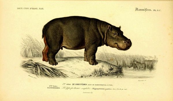 wall stickers hippopotamus zoological vintage animal art silk poster print 24x36inch
wall stickers hippopotamus zoological vintage animal art silk poster print 24x36inch