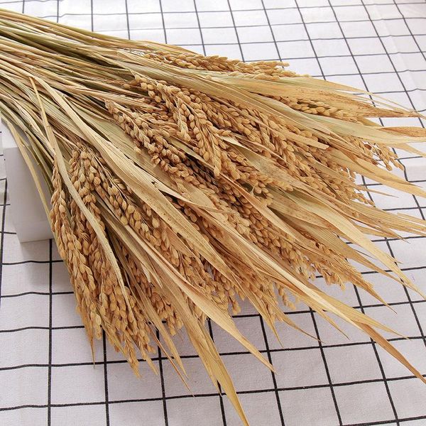 decorative flowers & wreaths 50/100 pcs real dried small pampas grass wedding flower bunch natural plants home decor plant phragmites orname
decorative flowers & wreaths 50/100 pcs real dried small pampas grass wedding flower bunch natural plants home decor plant phragmites orname