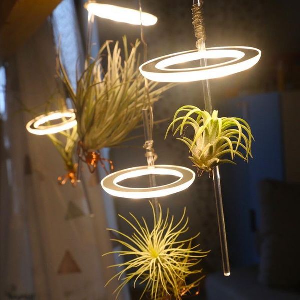 grow lights household plant growth lamp usb port angel ring full-spectrum sun-like insectivorous fleshy fill light indoor led
grow lights household plant growth lamp usb port angel ring full-spectrum sun-like insectivorous fleshy fill light indoor led