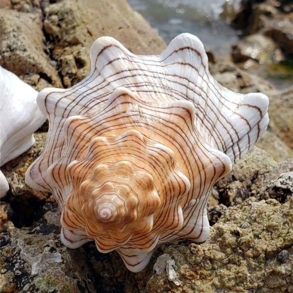 novelty items natural red spiral whelk, sheep horn super large conch shell fish tank, landscaping whelk home furnishings
novelty items natural red spiral whelk, sheep horn super large conch shell fish tank, landscaping whelk home furnishings