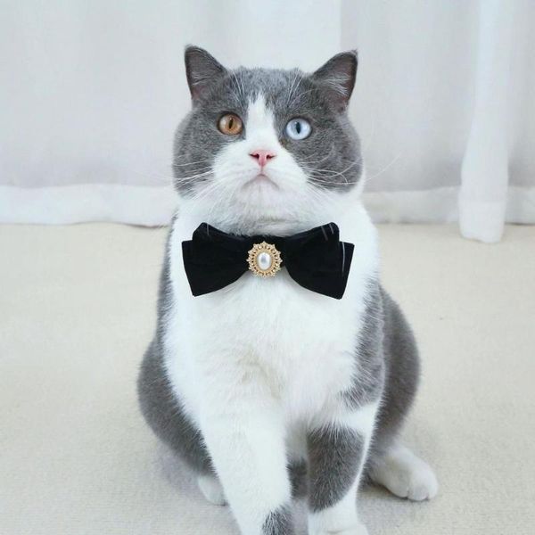 cat collars & leads practical cats collar faux pearl embellishment black pet necktie dogs neck bow ties
cat collars & leads practical cats collar faux pearl embellishment black pet necktie dogs neck bow ties
