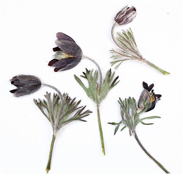 12pcs/9-12cm,natural pressed flower branch,eternal real plant diy wedding invitations graft bookmark gift cards scented qylxyl
12pcs/9-12cm,natural pressed flower branch,eternal real plant diy wedding invitations graft bookmark gift cards scented qylxyl