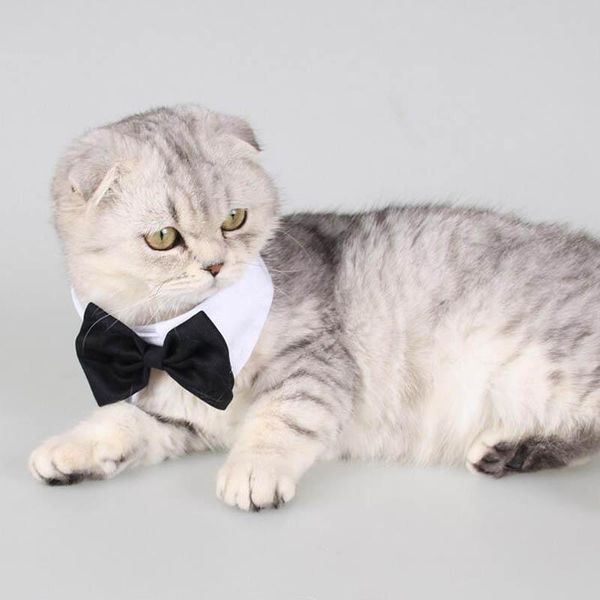 dog collars & leashes cat bow tie collar puppy kitten tuxedo accessories formal wedding groom suit necktie for small medium 10a
dog collars & leashes cat bow tie collar puppy kitten tuxedo accessories formal wedding groom suit necktie for small medium 10a
