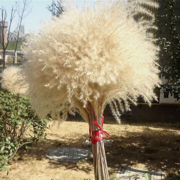 100pcs chic dried flowers reed decor p props beautiful natural decoration delicate pgraphy props for wedding home office
100pcs chic dried flowers reed decor p props beautiful natural decoration delicate pgraphy props for wedding home office