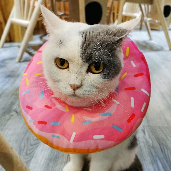 dog collars & leashes donuts shape pet protective collar anti-bite lick neck cone recovery wound healing cat dogs health m
dog collars & leashes donuts shape pet protective collar anti-bite lick neck cone recovery wound healing cat dogs health m