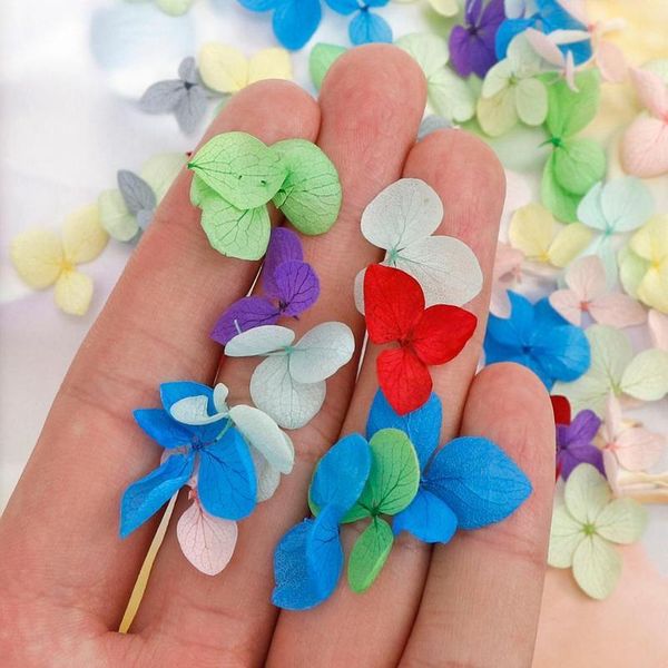 10/50/100pcs mix color real hydrangea flower dry plants for dry flower diy epoxy resin crafts dry flowers f jllimc
10/50/100pcs mix color real hydrangea flower dry plants for dry flower diy epoxy resin crafts dry flowers f jllimc