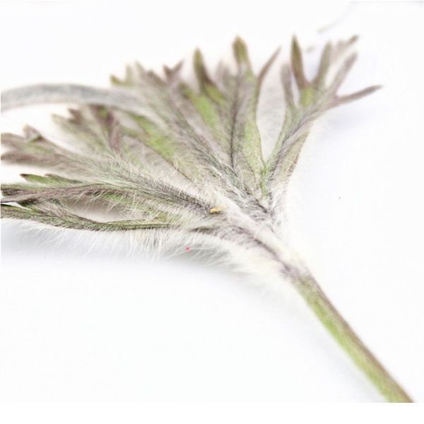 100pcs/9-12cm,natural pressed flower branch,eternal real plant diy wedding invitations graft bookmark gift cards scented qylqdf
100pcs/9-12cm,natural pressed flower branch,eternal real plant diy wedding invitations graft bookmark gift cards scented qylqdf