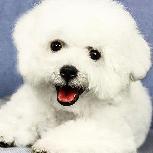 diamond painting 2021 5d crystal white cute bichon diy embroidery home decor dimond mosaic gift
diamond painting 2021 5d crystal white cute bichon diy embroidery home decor dimond mosaic gift