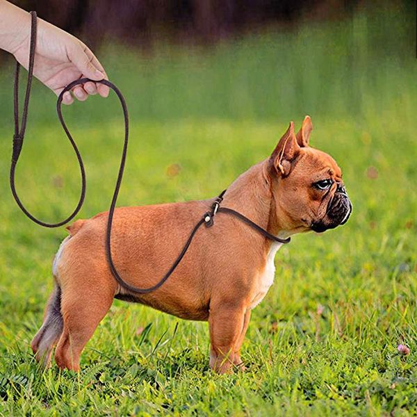 dog collars & leashes real leather slip leash slim pet p lead for small dogs puppies sturdy adjustable collar pulling rope training leads
dog collars & leashes real leather slip leash slim pet p lead for small dogs puppies sturdy adjustable collar pulling rope training leads