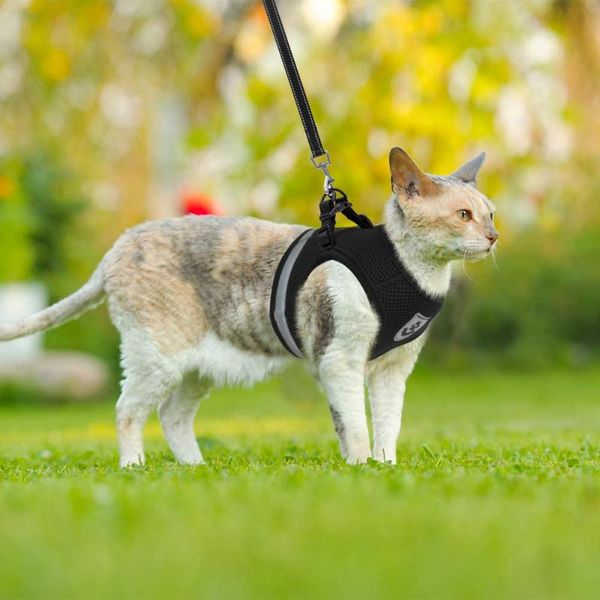 breathable cat harness and leash escape proof pet clothes kitten puppy dogs vest adjustable easy control reflective cat harness
breathable cat harness and leash escape proof pet clothes kitten puppy dogs vest adjustable easy control reflective cat harness