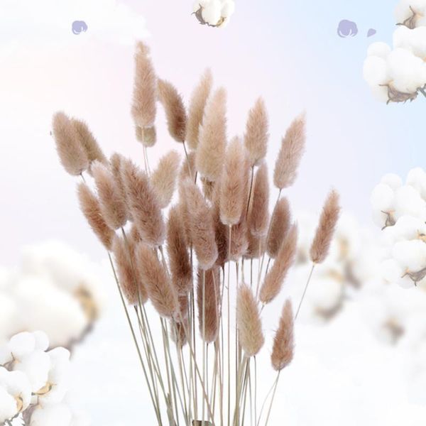 15pcs dried flowers dried grass pennisetum tail hay tail natural plants decorative flowers pastoral home deco
15pcs dried flowers dried grass pennisetum tail hay tail natural plants decorative flowers pastoral home deco