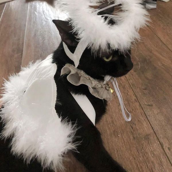 dog cat feather angel halo wing pet costume accessories set pgraphy props m76d
dog cat feather angel halo wing pet costume accessories set pgraphy props m76d