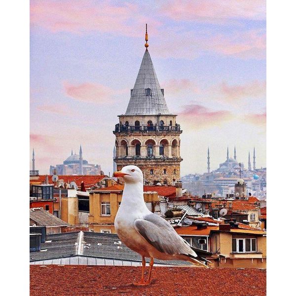 paintings gatyztory paint by number animal bird diy pictures numbers kits hand painted painting art drawing on canvas gift home decor
paintings gatyztory paint by number animal bird diy pictures numbers kits hand painted painting art drawing on canvas gift home decor