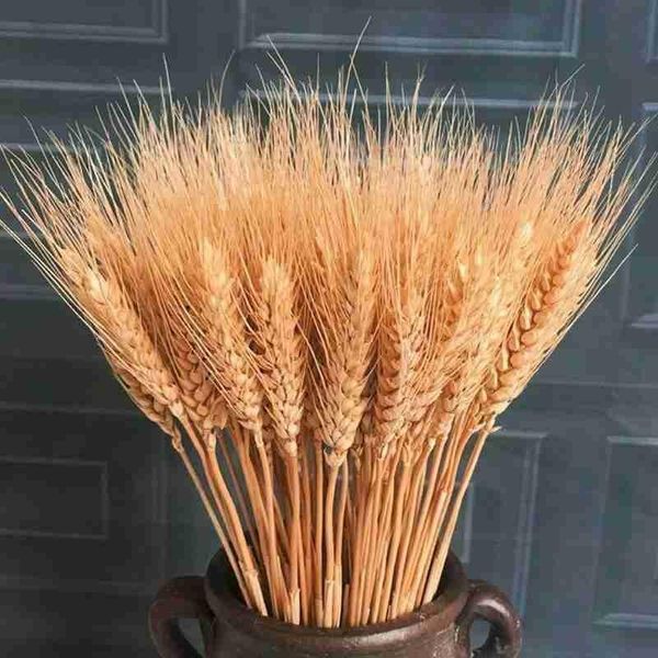 decorative flowers & wreaths 25pcs natural dried wheat ear pampas tail grass decoration flower for diy wedding party craft decor plan
decorative flowers & wreaths 25pcs natural dried wheat ear pampas tail grass decoration flower for diy wedding party craft decor plan