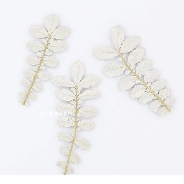 8-12cm/10pcs,natural pressed eternal leaves,real plant diy wedding invitations craft gift bookmark scented candles decoration jllcbg
8-12cm/10pcs,natural pressed eternal leaves,real plant diy wedding invitations craft gift bookmark scented candles decoration jllcbg