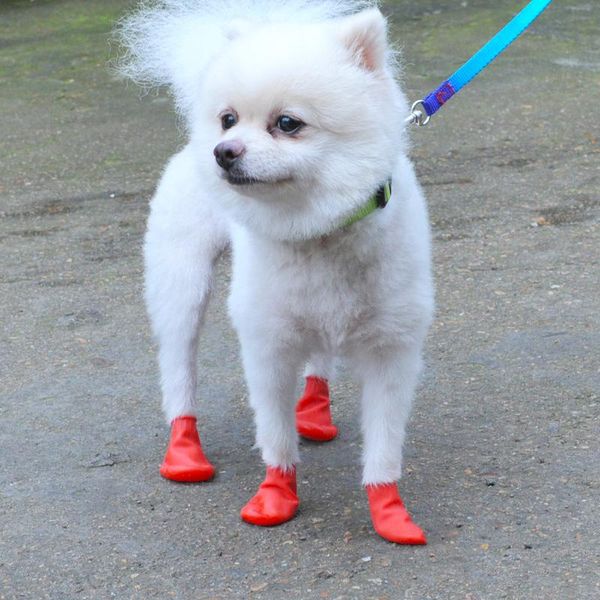 dog apparel pet shoe cover rubber waterproof balloon shoes cats nursing dirt rain boots
dog apparel pet shoe cover rubber waterproof balloon shoes cats nursing dirt rain boots