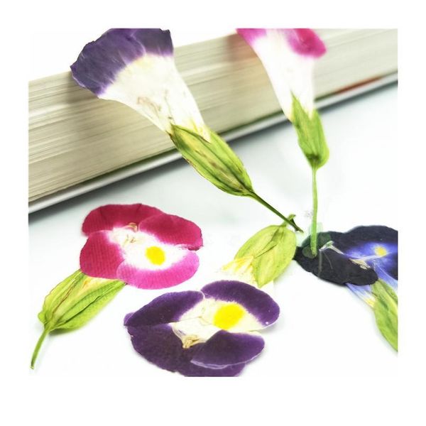 24pcs,natural pressed flower with stem,real flower for diy wedding invitation gift bookmark decoration,scented cand qylsyw
24pcs,natural pressed flower with stem,real flower for diy wedding invitation gift bookmark decoration,scented cand qylsyw