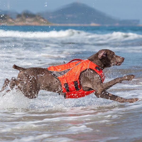 summer swimming suit for dogs clothing pet swimsuit dog life jacket with reflective strip lightweight swim suit
summer swimming suit for dogs clothing pet swimsuit dog life jacket with reflective strip lightweight swim suit