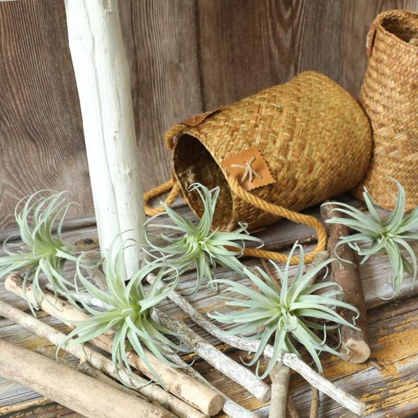 artificial air pineapple succulent pineapple leaf flocked fake plant table flower wedding bouquet decoration wedding home decor
artificial air pineapple succulent pineapple leaf flocked fake plant table flower wedding bouquet decoration wedding home decor