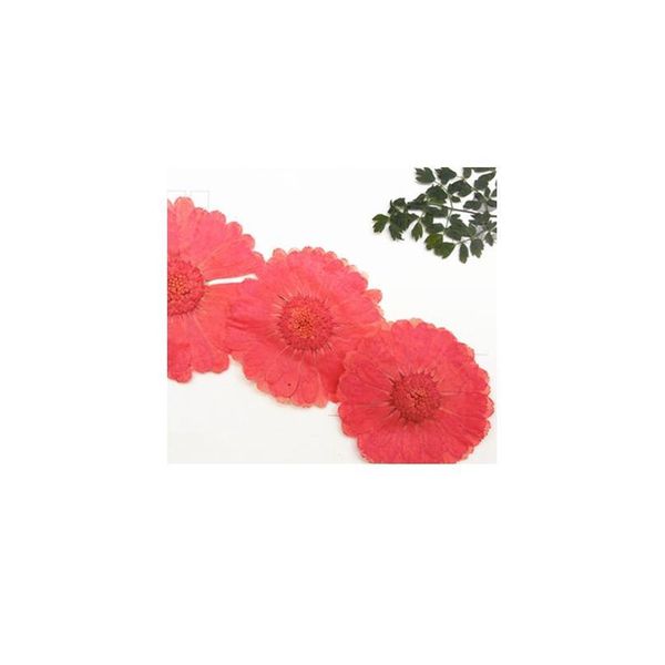 12pcs,natural pressed flowers rose real dried calendula,diy art craft valentines gift bookmark decoration,scented cand jlltbf 
12pcs,natural pressed flowers rose real dried calendula,diy art craft valentines gift bookmark decoration,scented cand jlltbf