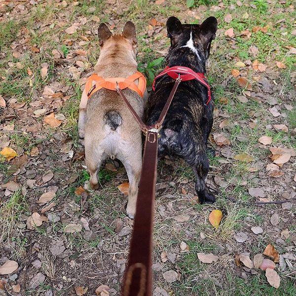 dog collars & leashes double-end leather bungee pet coupler walking leads for dogs splitter
dog collars & leashes double-end leather bungee pet coupler walking leads for dogs splitter