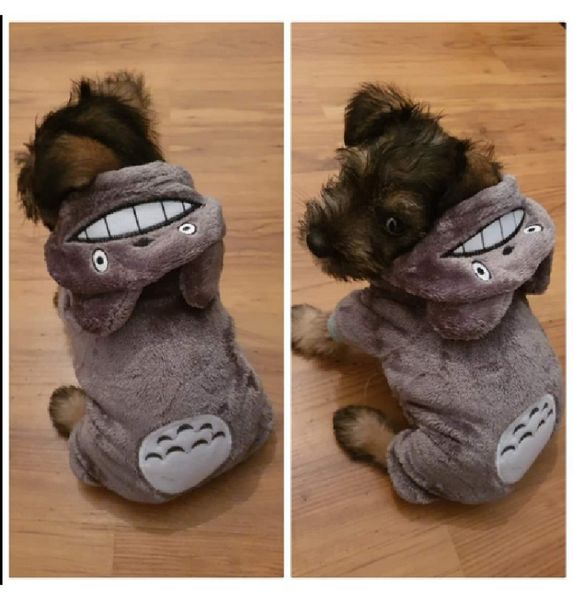 cat transformed into teddy small dog cloth warm pet autumn and winter hat four feet
cat transformed into teddy small dog cloth warm pet autumn and winter hat four feet