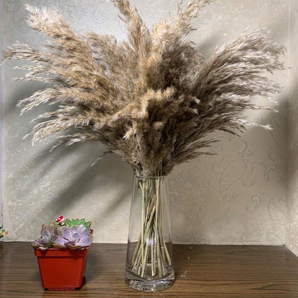 decorative flowers & wreaths color dried pampas grass bouquet wedding flower bunch natural plants home decor
decorative flowers & wreaths color dried pampas grass bouquet wedding flower bunch natural plants home decor