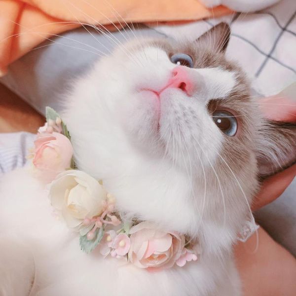 dog apparel pet accessories necklace cat handmadeeuropean tea rose artificial flower headdress
dog apparel pet accessories necklace cat handmadeeuropean tea rose artificial flower headdress