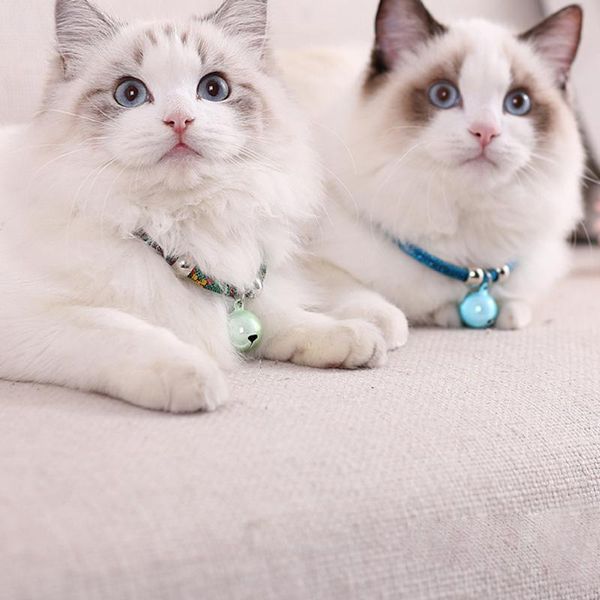 new japanese style pet cat collars colorful metal chain cat puppy collar hand-woven bells pet bells for safety adjustable belt
new japanese style pet cat collars colorful metal chain cat puppy collar hand-woven bells pet bells for safety adjustable belt