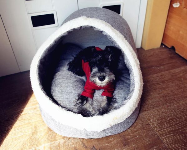 cat beds & furniture round pet bed dog winter warm sleeping house radiator bag kedi malzemeleri pets products jj60mw
cat beds & furniture round pet bed dog winter warm sleeping house radiator bag kedi malzemeleri pets products jj60mw