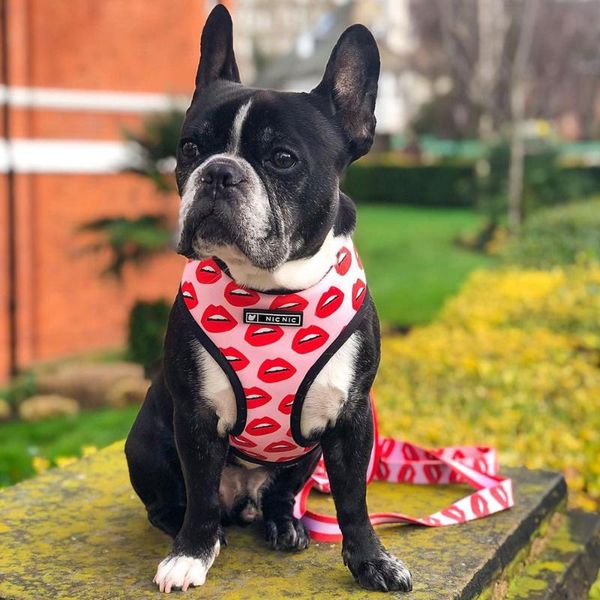 dog collars & leashes ins mesh pet harness leash set for small medium rosy lip frenchie pug red lips vest summer
dog collars & leashes ins mesh pet harness leash set for small medium rosy lip frenchie pug red lips vest summer
