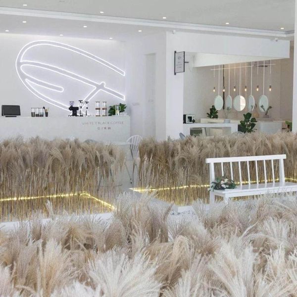 30pcs dried plants grass natural phragmites communis wedding flower bunch color bouquet boho decor bedroom living room decor
30pcs dried plants grass natural phragmites communis wedding flower bunch color bouquet boho decor bedroom living room decor
