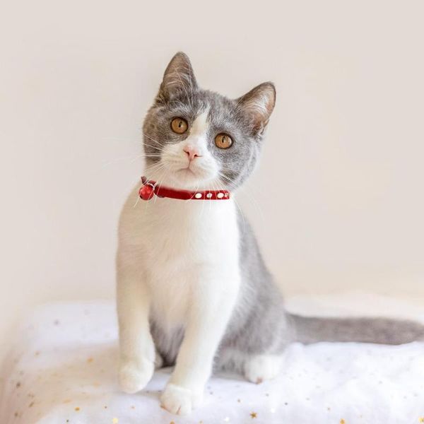 cat collar with safety buckle soft velvet cat collar crystal jeweled with bell fashion necklace for kitten kitty
cat collar with safety buckle soft velvet cat collar crystal jeweled with bell fashion necklace for kitten kitty