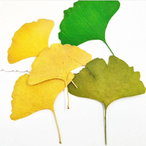 decorative flowers & wreaths 10pcs/lot dried leaves plants diy gift christmas wreath for scrapbooking wedding home decoration high quality
decorative flowers & wreaths 10pcs/lot dried leaves plants diy gift christmas wreath for scrapbooking wedding home decoration high quality