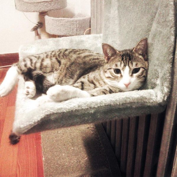 cat beds & furniture high-grade solid frame hammock bed house comfortable cute warm portable comfort pet shelf mattress
cat beds & furniture high-grade solid frame hammock bed house comfortable cute warm portable comfort pet shelf mattress