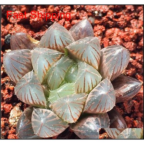100 pcs potted succulents fleshy shining green plants haworthia cooperi yulu truncata flower seed lithops pseudot jllpns garden_light
100 pcs potted succulents fleshy shining green plants haworthia cooperi yulu truncata flower seed lithops pseudot jllpns garden_light